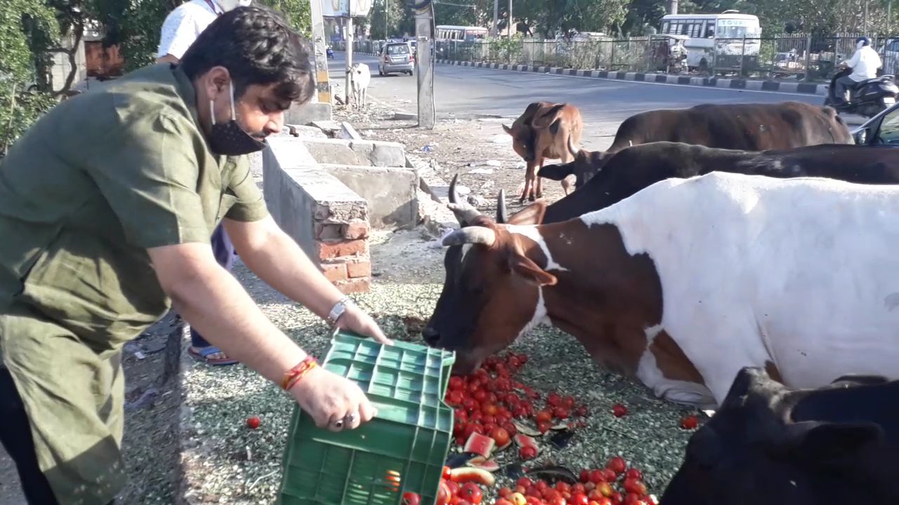 Gau Sewa During Covid 2021