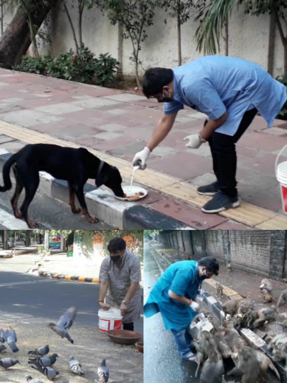 Animals & Birds feeding During covid  2021